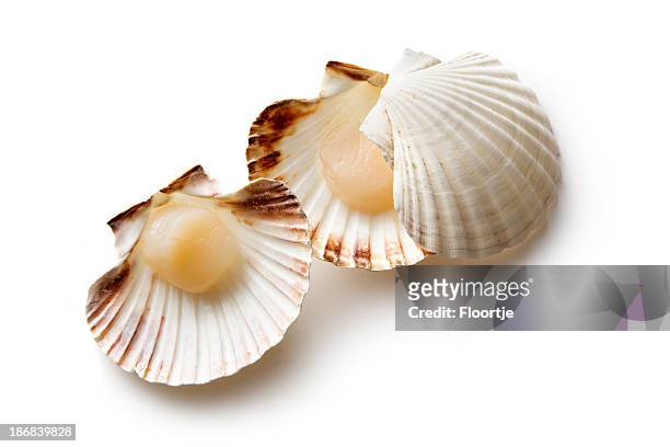 seafood: scallops - bivalve stock pictures, royalty-free photos & images