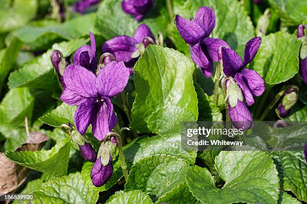sweet violet viola odorata purple woodland flower - viola odorata stock pictures, royalty-free photos & images