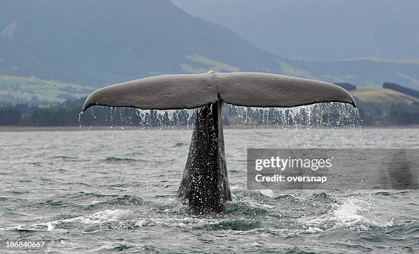 マッコウクジラ - カイコウラ ストックフォトと画像