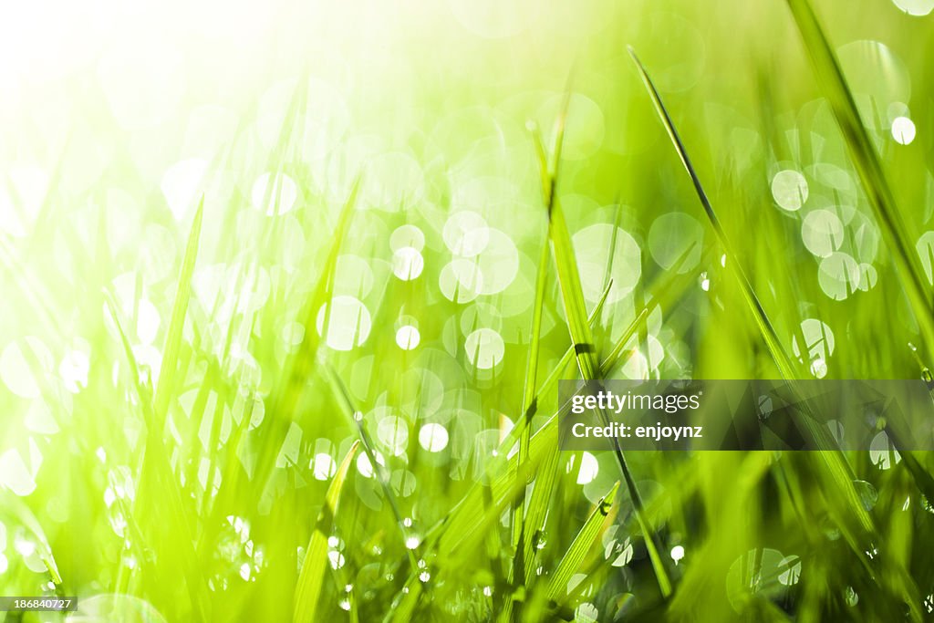 Abstract grass background