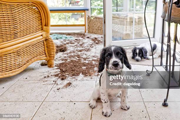 trouble and strife - spaniel stock pictures, royalty-free photos & images