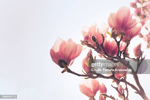 magnólia - magnolia imagens e fotografias de stock