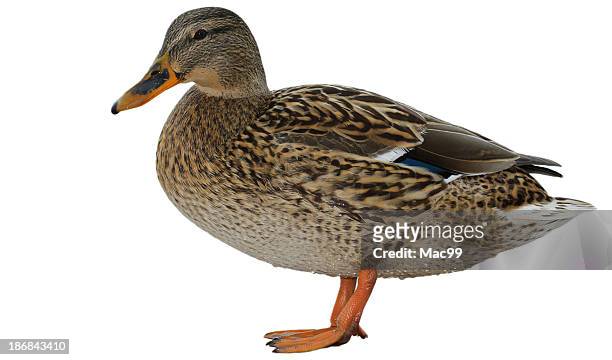female mallard - ducks stockfoto's en -beelden