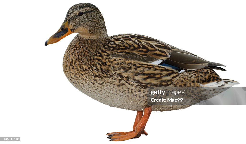 Female Mallard