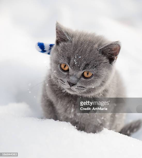 kitten in snow - kitten stockfoto's en -beelden
