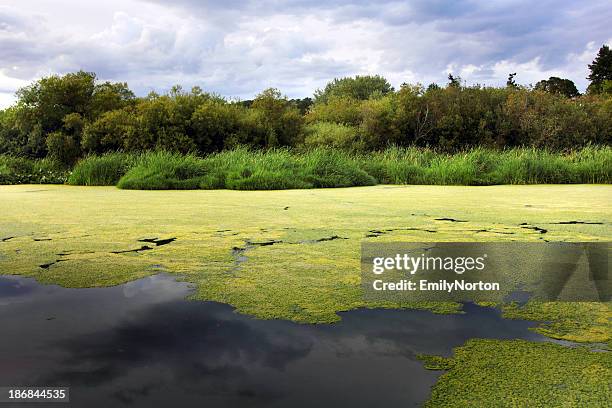 swan lake - algae stock-fotos und bilder