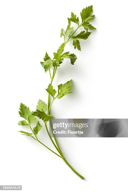 fresh herbs: parsley - cilantro stock pictures, royalty-free photos & images