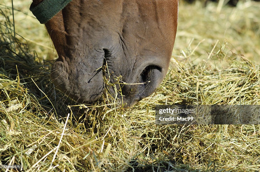 Comer cavalos detalhe