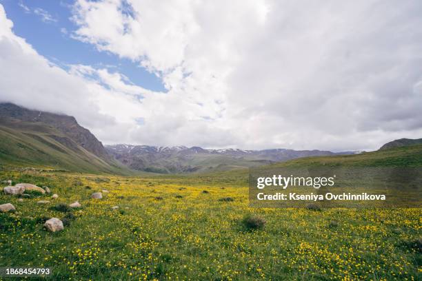 field of yellow flowers - dandelion leaf stock pictures, royalty-free photos & images