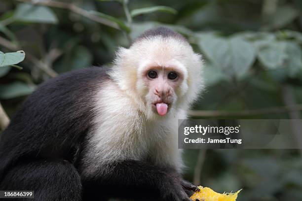 white-headed capuchin - white throated capuchin monkey stockfoto's en -beelden