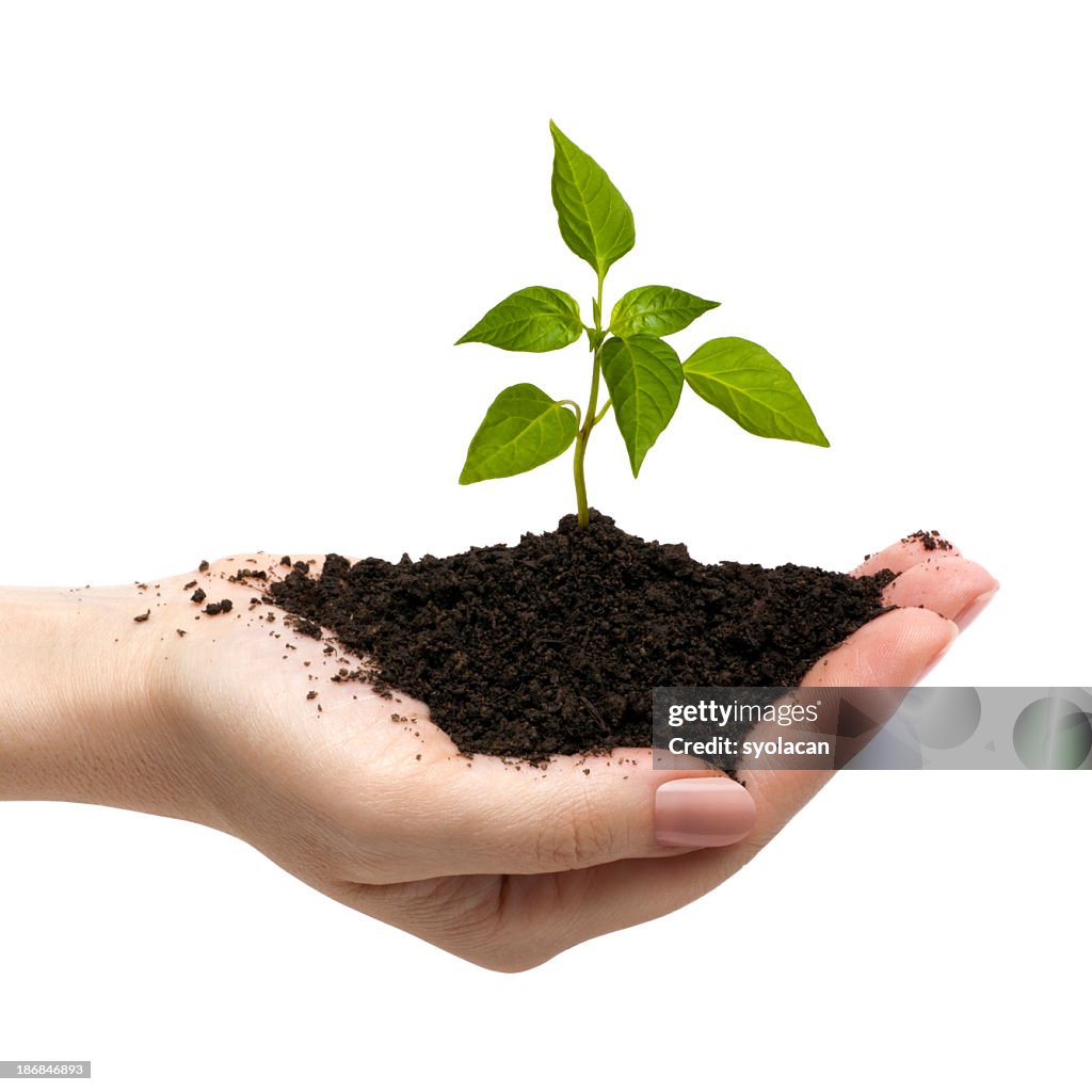 Handful of dirt with sprout representing beginning new life