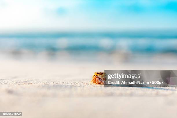 close-up of crab on sand at beach - hermit crab stock pictures, royalty-free photos & images