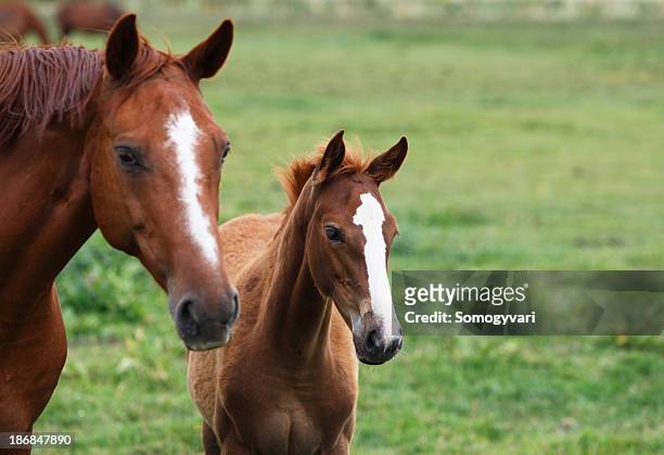 mare and foal - colts stockfoto's en -beelden