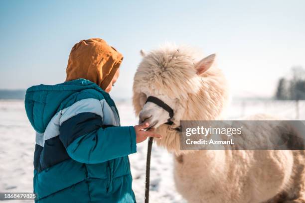 gemischtrassiger junge und sein pelziger freund - alpaka stock-fotos und bilder