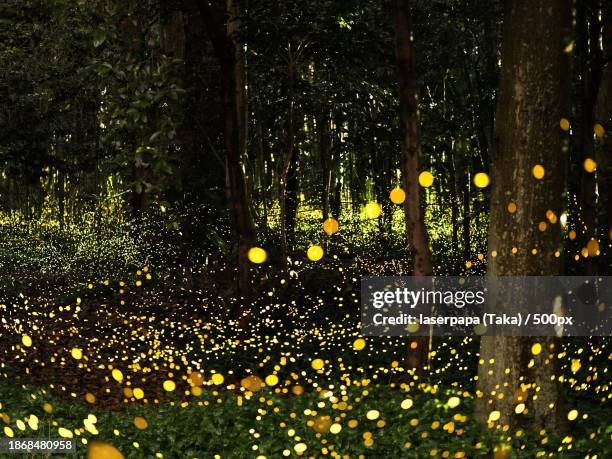 full frame shot of wet tree - fireflies stock pictures, royalty-free photos & images