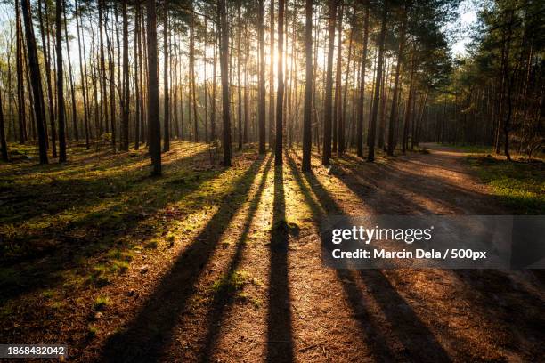trees in forest - tree trunk stock pictures, royalty-free photos & images