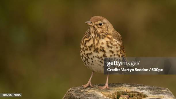 close-up of thrush perching on rock - cesena foto e immagini stock