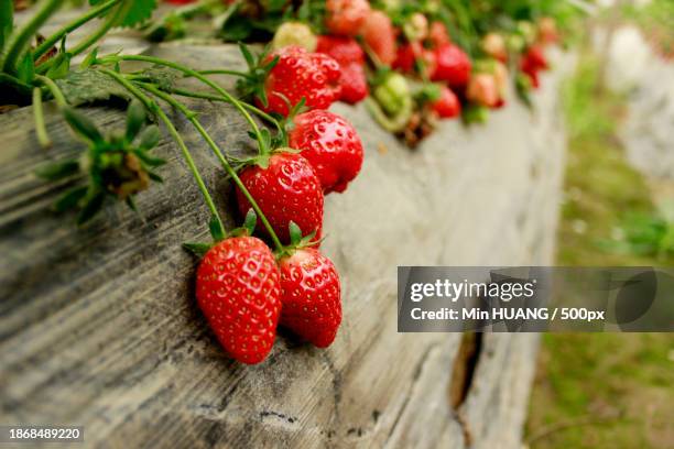 1,668 Wild Strawberry Plants Stock Photos and High-Res Images