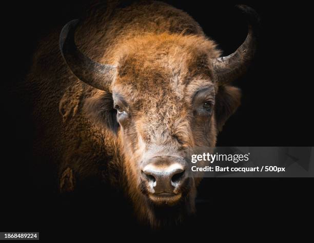 close-up portrait of black bull against black background,mechelen,antwerp,belgium - amerikanischer-bison stock-fotos und bilder