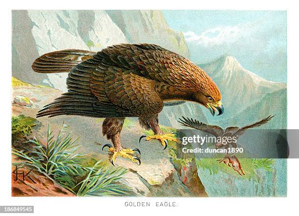 stockillustraties, clipart, cartoons en iconen met golden eagle (aquila chrysaetos) - bird of prey