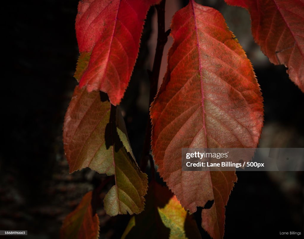 Close-up of autumnal leaves,Exeter,New Hampshire,United States,USA
