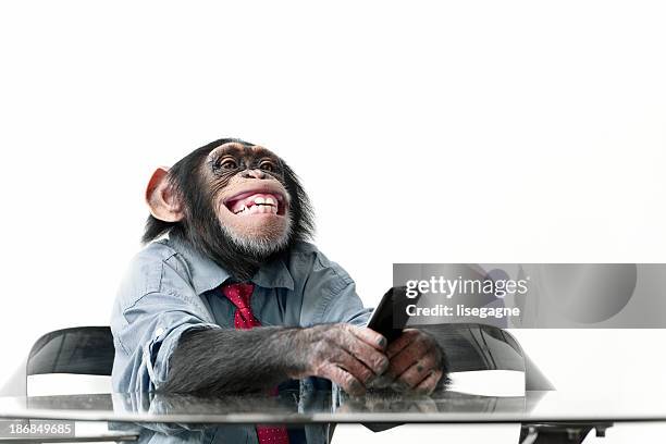 male chimpanzee in business clothes - monkey stock pictures, royalty-free photos & images