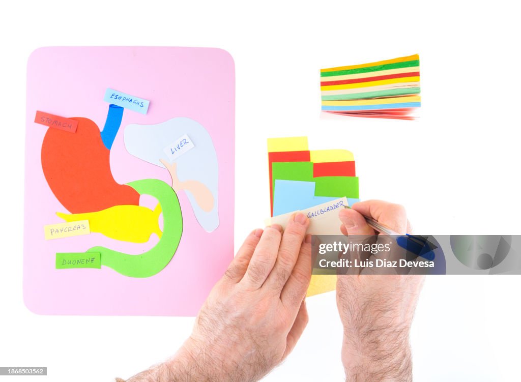 Parts of the human digestive system.