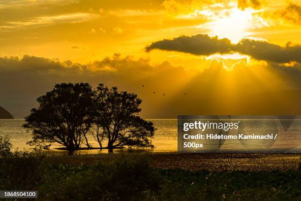 silhouette of tree by sea against sky during sunset - 琵琶湖 photos et images de collection