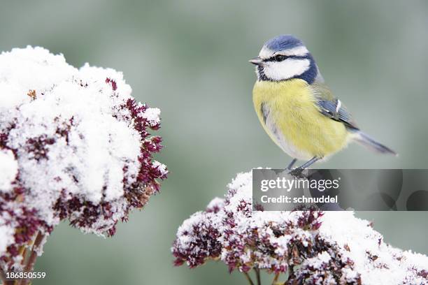 bluetit on stonecrop. - tits stock pictures, royalty-free photos & images