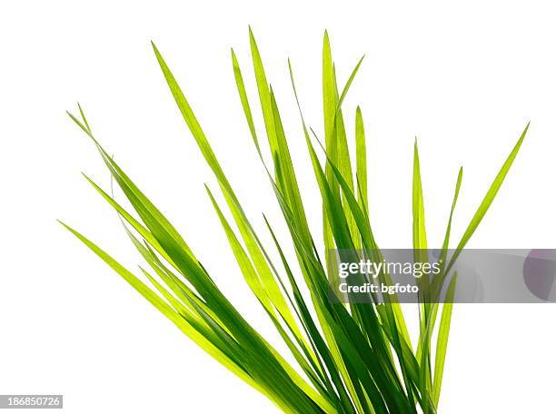 multiple blades of green grass on a white background - blade of grass stock pictures, royalty-free photos & images
