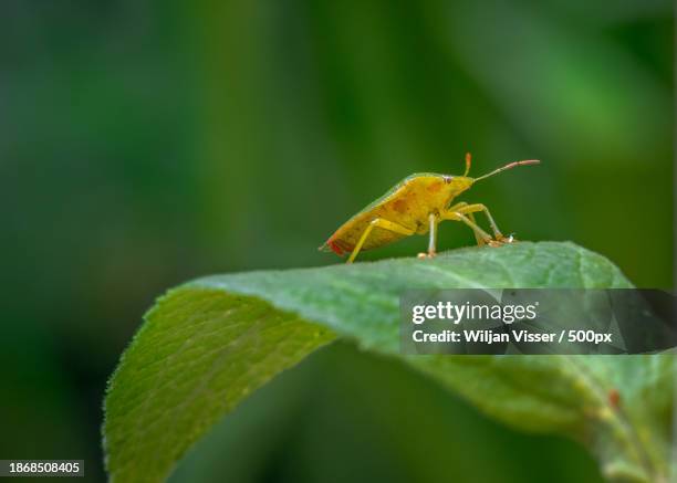 close-up of insect on leaf - viser stock pictures, royalty-free photos & images