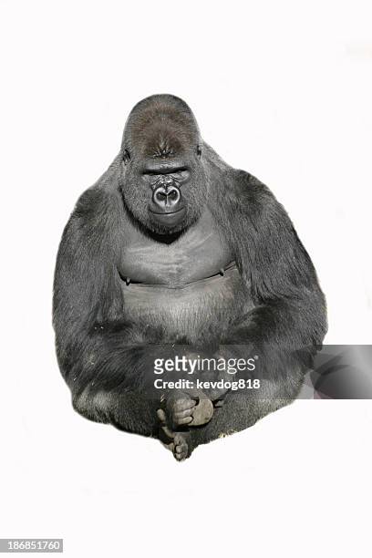 sitzung gorilla - gorilla stock-fotos und bilder