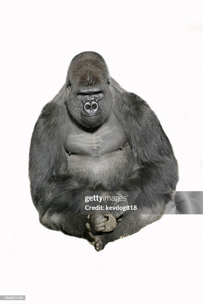 Image of a sitting gorilla against a white background