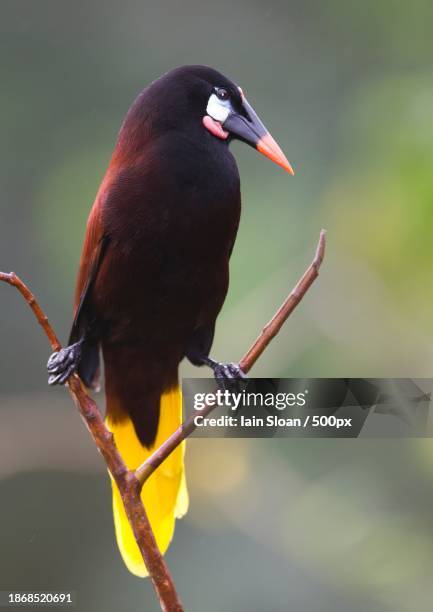 close-up of songstarling perching on branch,san jose,costa rica - sloan stock pictures, royalty-free photos & images