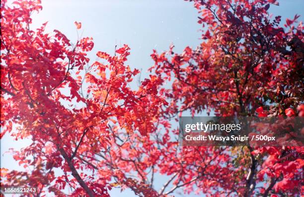 low angle view of red flowering tree against sky - delonix regia stock pictures, royalty-free photos & images