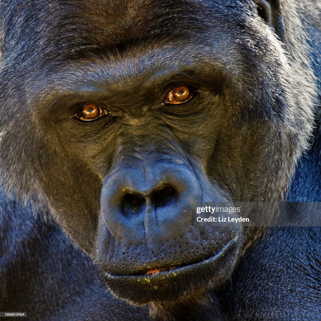 Adult male Lowland Gorilla stares intently into camera
