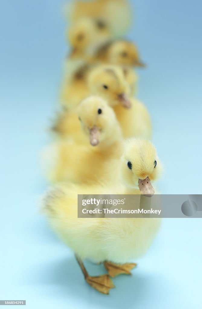 Patos en una fila