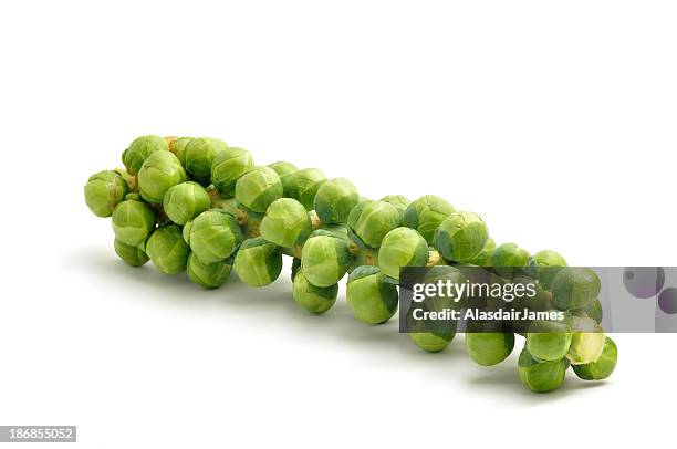 sprouts on a perseguir - caule de planta imagens e fotografias de stock