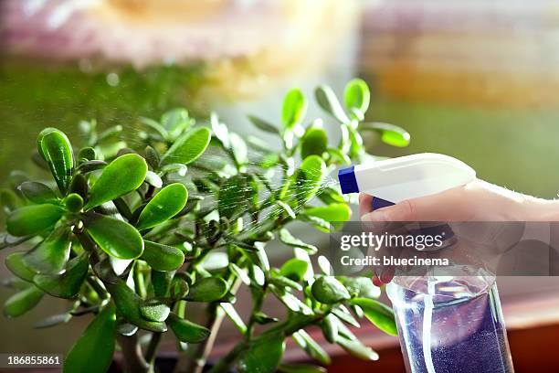 spraying crassula ovata - money tree stock pictures, royalty-free photos & images