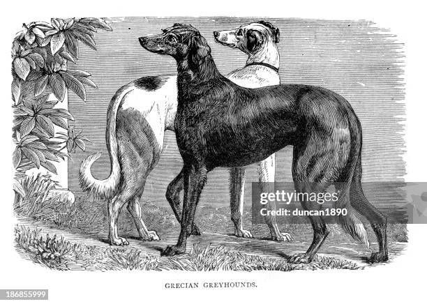 dogs - grecian greyhounds - greyhound stock illustrations