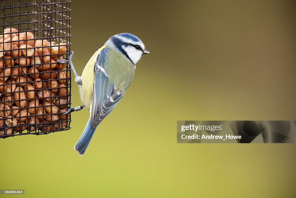 Blue Meise (Cyanistes caeruleus)