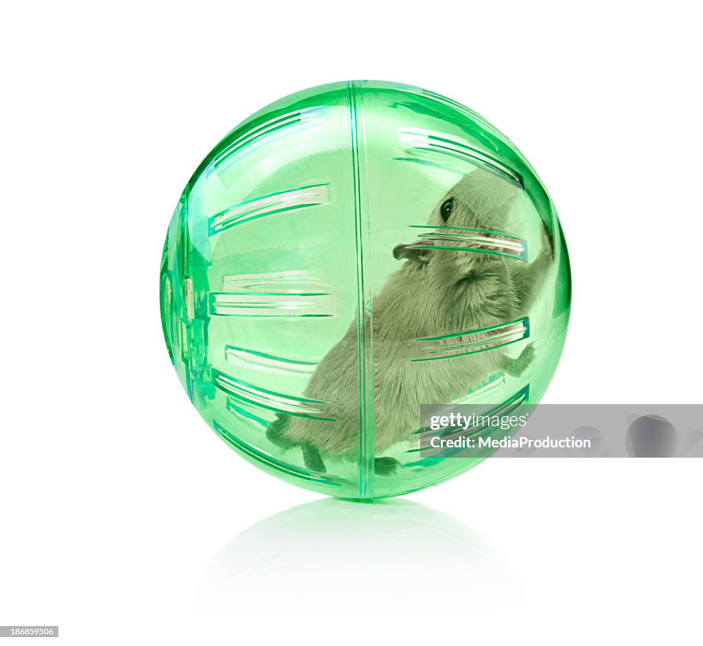 Pet de uma bola