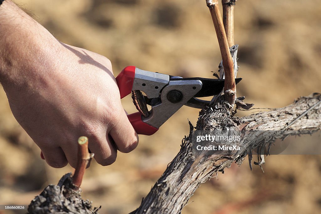 Viticulture