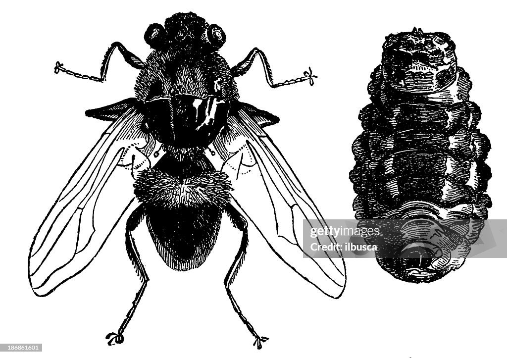 Warble Fly High-Res Vector Graphic - Getty Images
