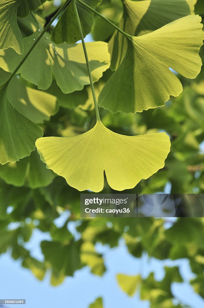 Beauty in nature