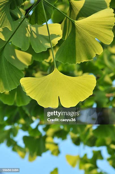 Beleza Natural, Foto de stock