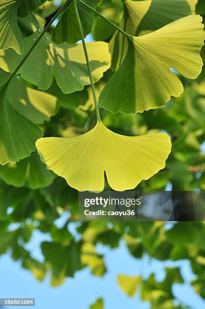 beleza na natureza - ginkgo tree - fotografias e filmes do acervo