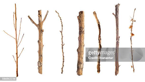twigs and sticks isolated on white - twig stock pictures, royalty-free photos & images