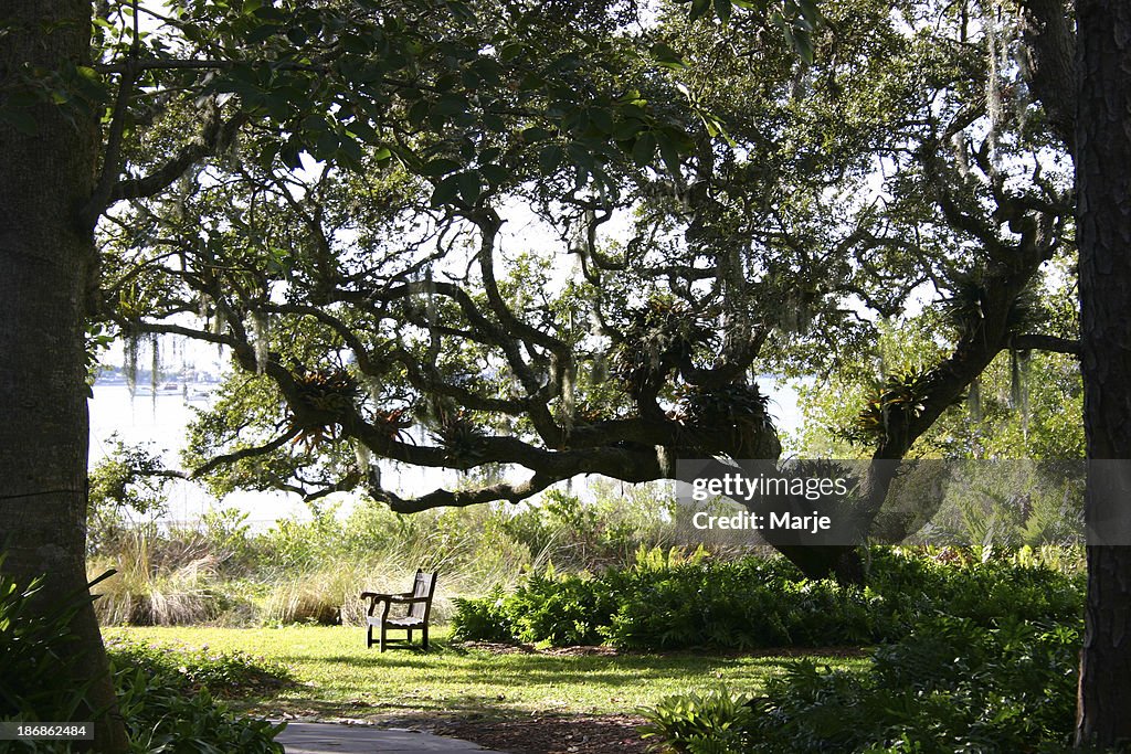 Southern Garden with Bench