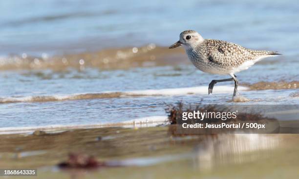 side view of plover perching on shore at beach,asturias,spain - respeto stock pictures, royalty-free photos & images